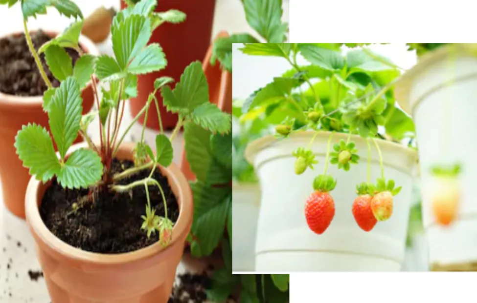 image 8 Colorado Springs Local Experts – Colorado Finest Agency